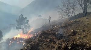 Wild fire burns over 100,000 trees in KPK